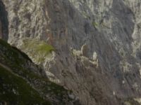 2014-08-02_06FritzPflaum-Steig (305)b.JPG